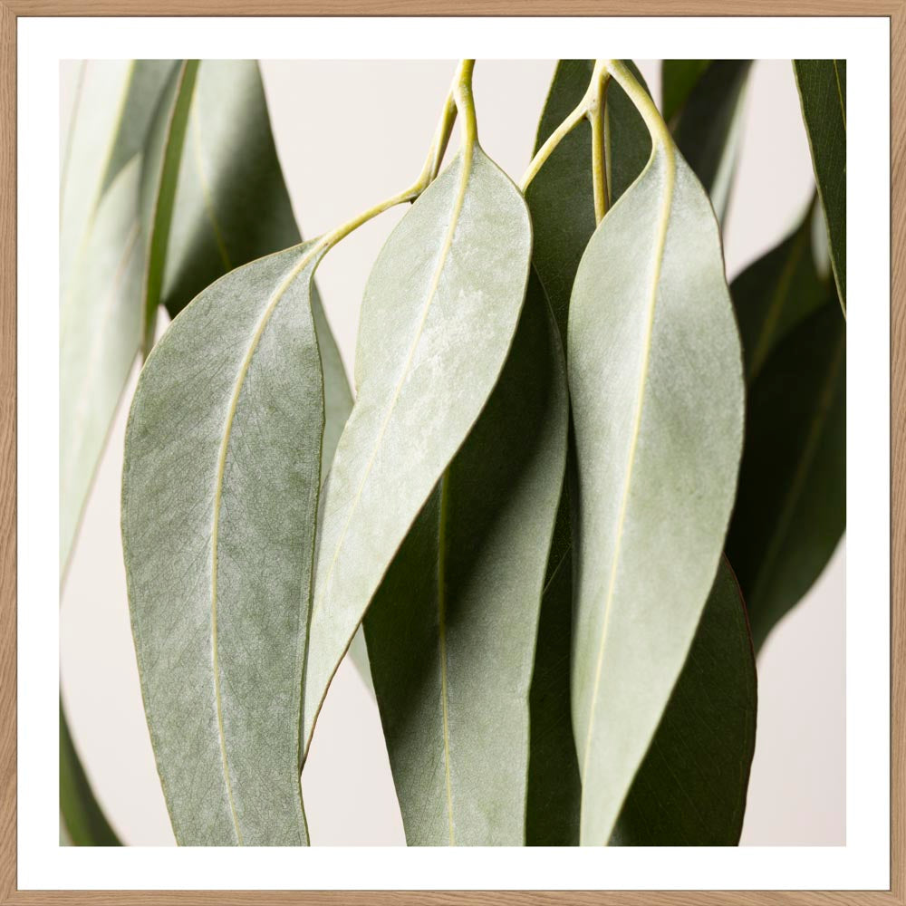 Buy EUCALYPTUS STUDY #2 -  LIMITED EDITION ART PRINT UNFRAMED - The Interiors Assembly