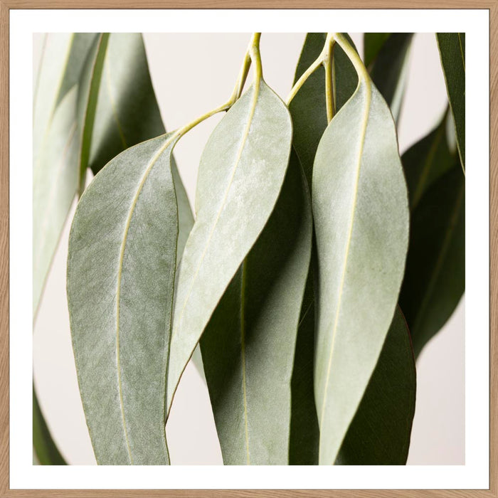 Buy EUCALYPTUS STUDY #2 -  LIMITED EDITION ART PRINT UNFRAMED - The Interiors Assembly