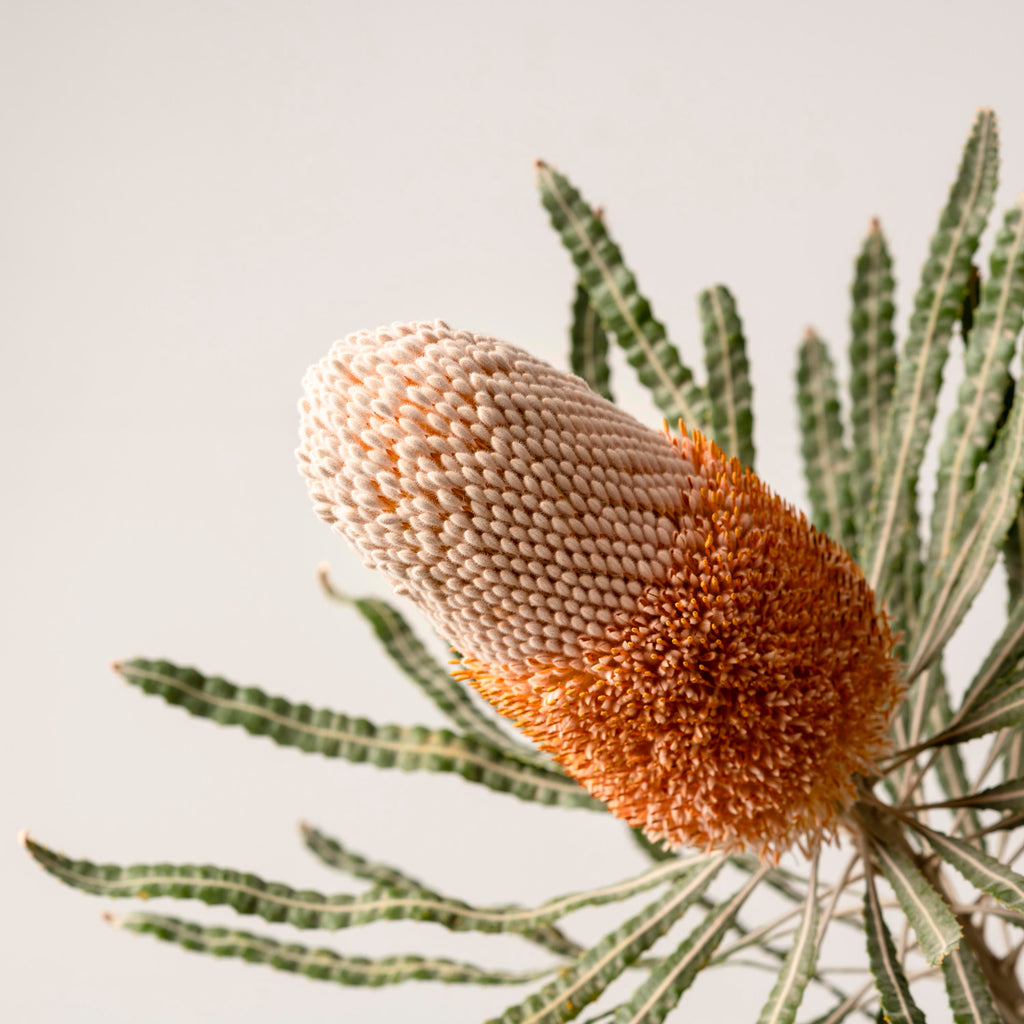 Buy BANKSIA STUDY #1 -  LIMITED EDITION ART PRINT UNFRAMED - The Interiors Assembly