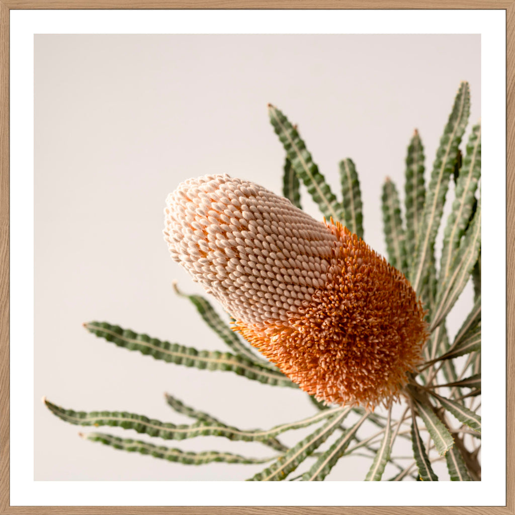 Buy BANKSIA STUDY #1 -  LIMITED EDITION ART PRINT UNFRAMED - The Interiors Assembly