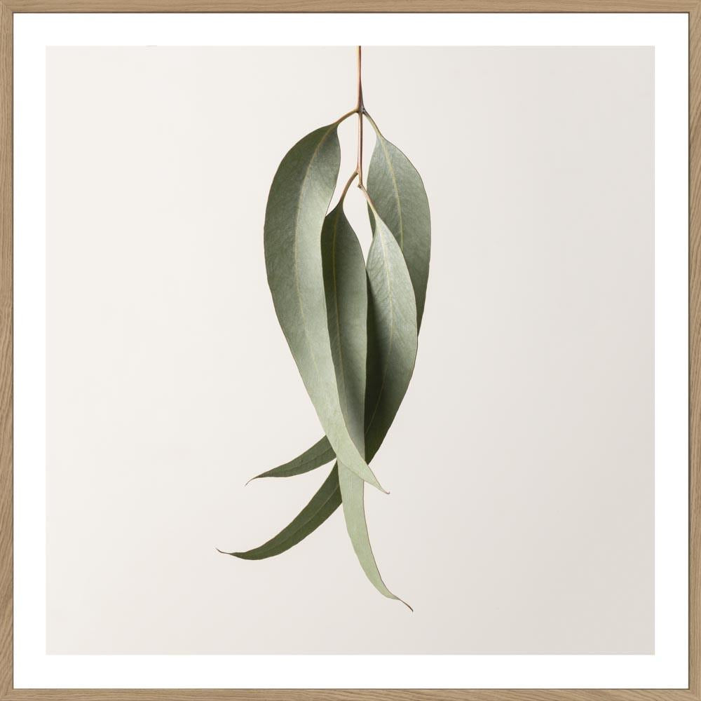 Buy EUCALYPTUS STUDY #1 -  LIMITED EDITION ART PRINT UNFRAMED - The Interiors Assembly